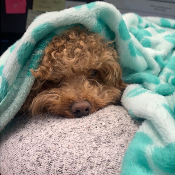 MIKGROS POSH SHOWS - Picture 7 of 11